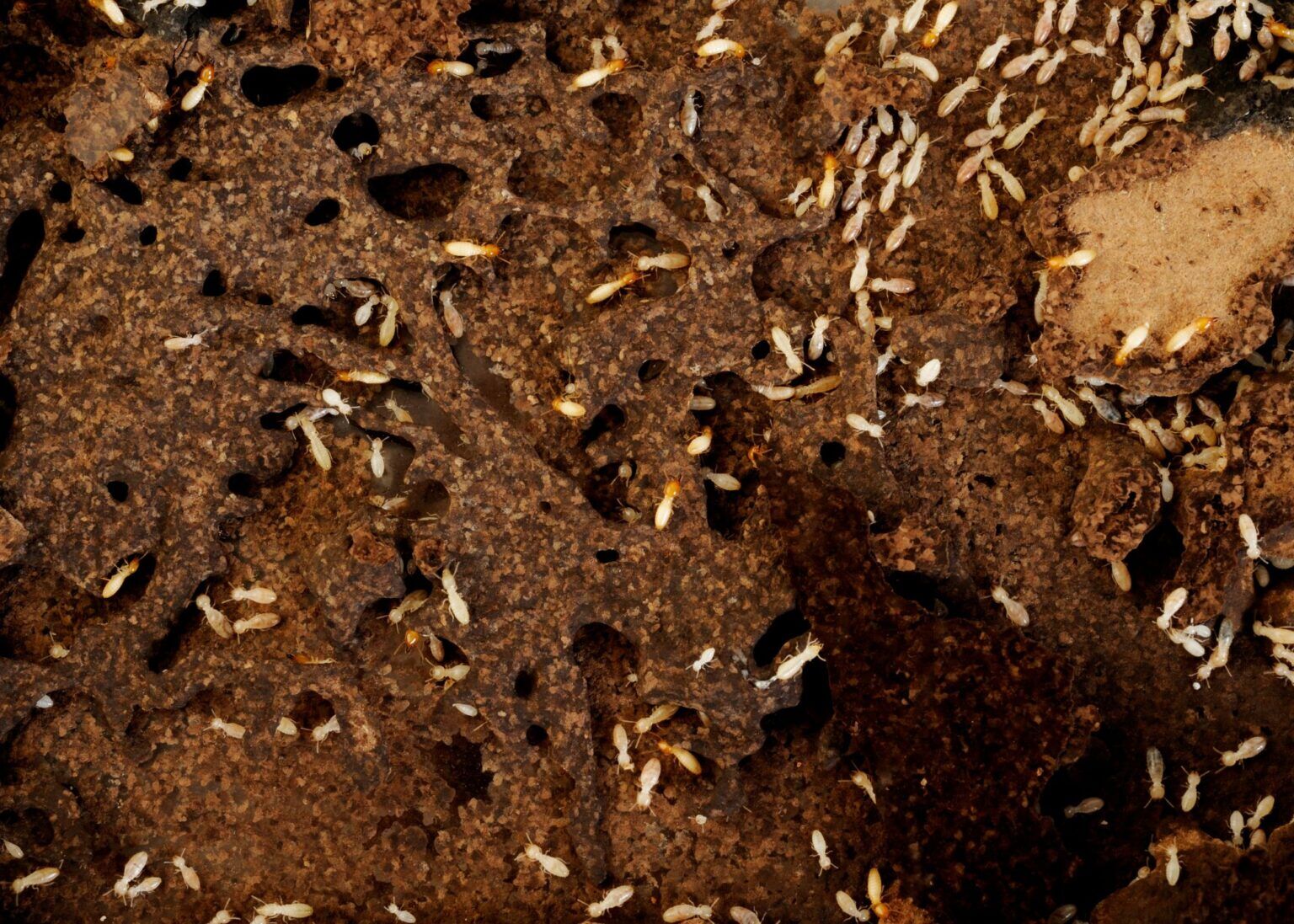 Pest Control Clarksville TN Clarksville Pest Solutions